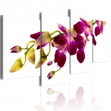 Cuadro - Brillo de la orquídea