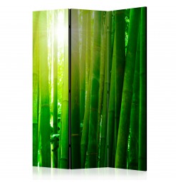 Biombo - Sun and bamboo...